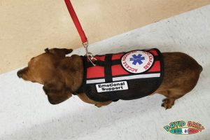 California Cracking Down On Emotional Support Dogs